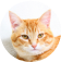 A red-brown cat avatar photo
