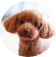 A brown fluffy dog avatar photo