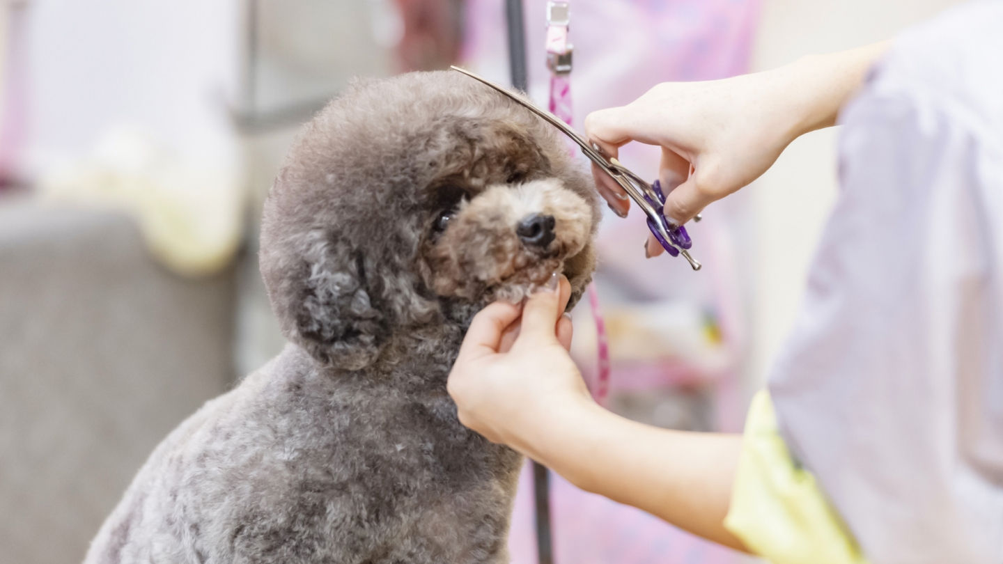 A picture of a dog getting hair cut